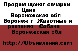 Продам щенят овчарки › Цена ­ 5 000 - Воронежская обл., Воронеж г. Животные и растения » Собаки   . Воронежская обл.